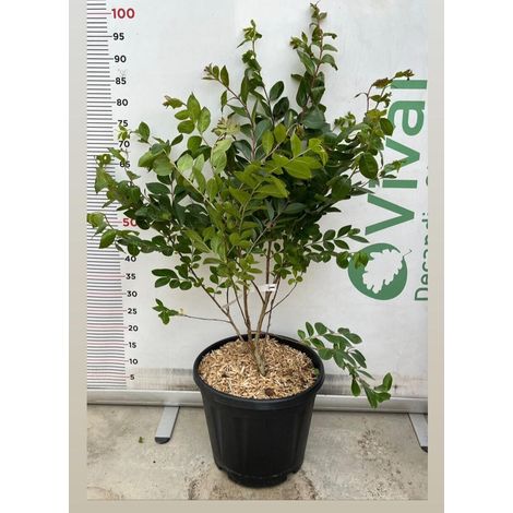 PIANTA DI LAGERSTROEMIA INDICA ACOMA  V.30 cespuglio da siepe