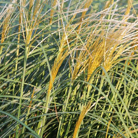 Laîche testacée Prairie Fire' - Carex testacea Prairie Fire' pot 3L (1/2)
