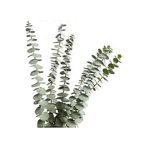 Frisch duftender Eukalyptusstrauß, naturgetreue Blätter für entspannenden Duft und lange Haltbarkeit, ideal für die Dekoration von Wohn- und Geschäftsräumen (12 Stiele aus natürlichem Eukalyptus) (1/5)