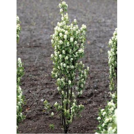 Amélanchier à feuilles d'aulne 'Obelisk' Pot de 3L/4L (1/5)
