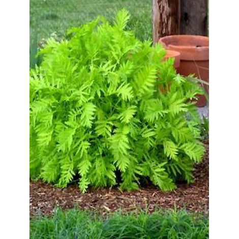 Tanaisie 'Isla Gold' Godet de 8/9 cm (1/3)