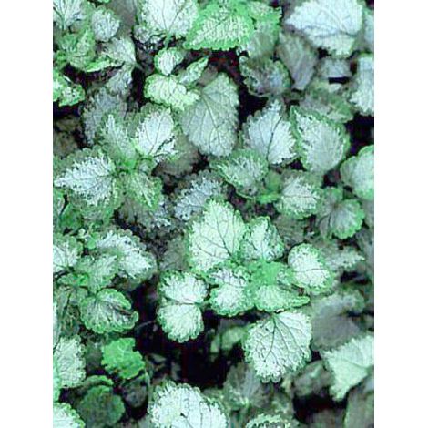 Lamier tacheté 'Beacon Silver' Godet de 8/9 cm (1/4)