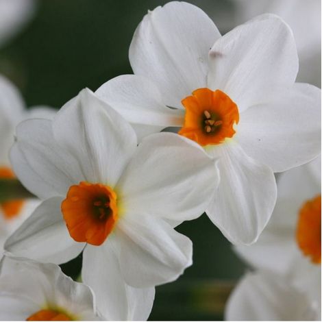 bulbi di NARCISI GERANIUM 12/14