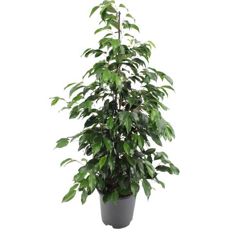 Ficus benjamina Danielle - Plante d'Intérieur Verte - Pot Ø21 cm - Hauteur 105 cm - PANGIVO