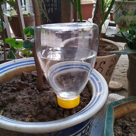 Arroseur automatique pour plantes d'intérieur et d'extérieur, en verre et en forme d'ours. (1/5)