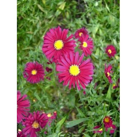 Aster grand d'automne 'Winston Churchill' Godet de 8/9 cm