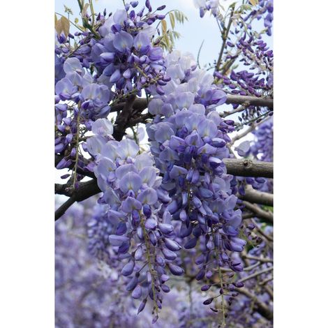 Glycine Bleue Grimpante à Longues Grappes Bleu-Violet H 65 cm Pot Ø 15 cm Lot de 2 - PANGIVO (1/4)
