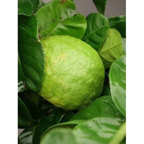 Citronnier de Syracuse Pot de 4L/5L, 1/4 de tige (1/2)