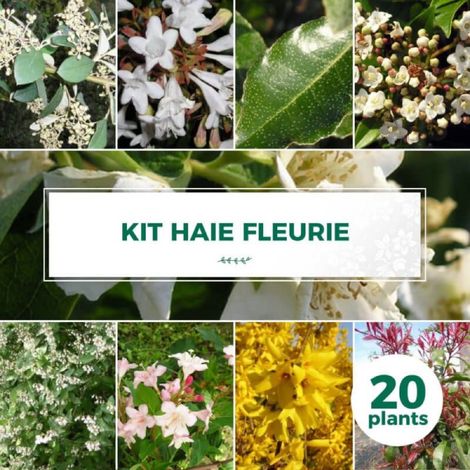 Pépinières Naudet – Kit de 20 arbustes pour haie fleurie – Hauteur 20-40 cm – Couleur de floraison multicolore – Pour grands jardins – Rusticité -12°C à -18°C (1/2)