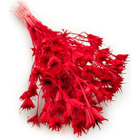 Orientalischer Schwarzkümmel (Nigella orientalis) – Rot (1/5)