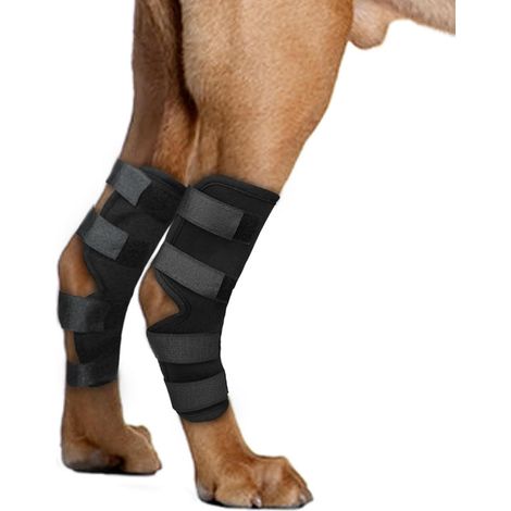 Attelle de Jambe de Chien pour Pattes de Jarret arrière, genouillère de Chien pour Soutien de Hanche arrière déchiré, Soutien de guérison postérieure pour Chien, arthrite (Moyen) (1/5)
