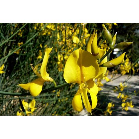 Planta de Cytisus Grandiflorus ? Escobon