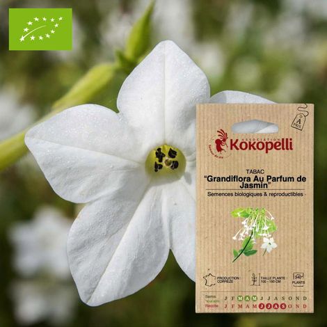 Tabac Grandiflora Au Parfum de Jasmin