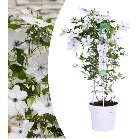 Clématite Garland Tsukiko Plante Grimpante Grandes Fleurs Blanches Jardin et Terrasse Pot 23 cm - PANGIVO (1/5)