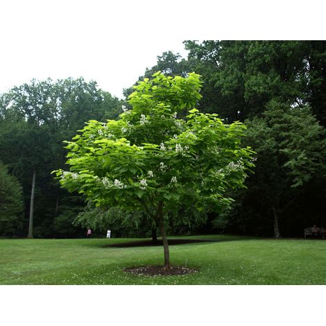 Catalpa bignonioides "Albero dei sigari" pianta in vaso ø24 h. 180/200 cm (1/5)