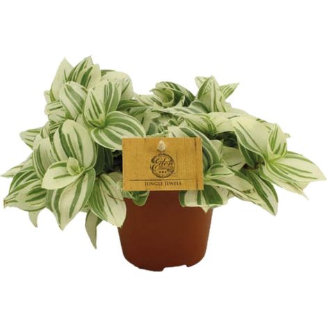 Tradescantia Brightness Plante d'Intérieur Décorative Feuilles en V Ø12 cm Hauteur 20 cm - PANGIVO