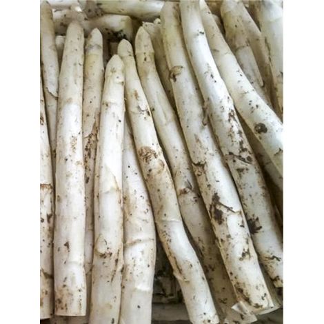 Asperge 'Argenteuil' le sachet de 125 graines (3g) (1/2)