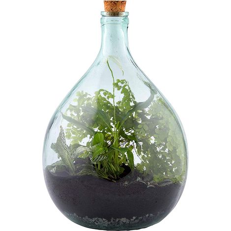 Set Terrarium Vetro 15Lt (1/5)