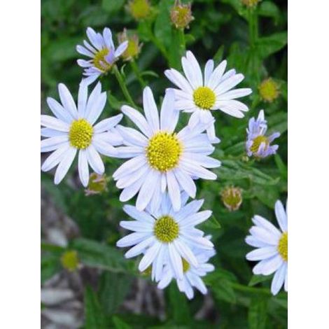 Kalimeris incisa 'Blue Star' Pot de 2L/3L (1/3)