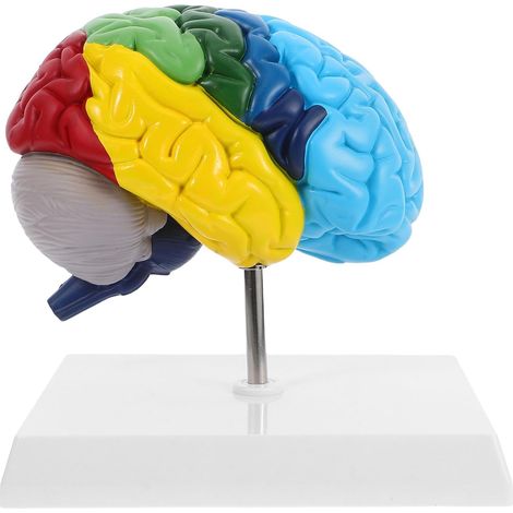 Modèle Anatomique 3D du Cerveau Humain, Hémisphère Droit, Échelle 1:1, Matériau Solide, Outil Pédagogique pour Enseignement Médical et Études Anatomiques Détaillées (1/5)