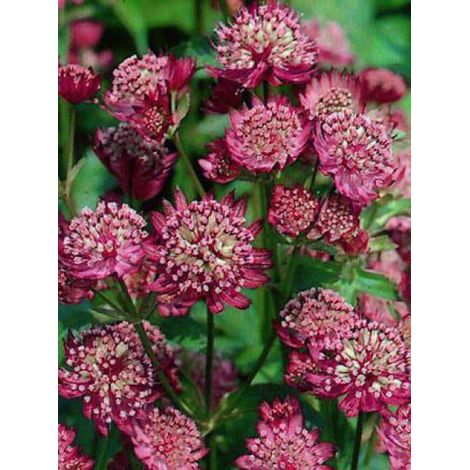 Grande Astrance 'Rubra' Godet de 8/9 cm (1/4)