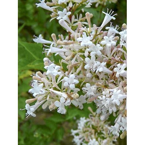 Abélia chinensis Pot de 2L/3L (1/4)