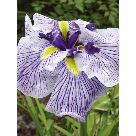 Iris japonais 'Caprician Butterfly' Godet de 8/9 cm (1/2)