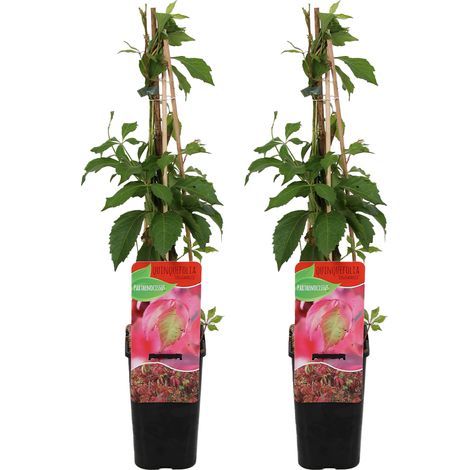 Bloomique - Lot de 2 - Parthenocissus Quinquefolia Engelmannii - Vigne Sauvage - Plantes Grimpantes - Plantes de Jardin - Rustiques - Pot 15cm - 70-80cm de Haut