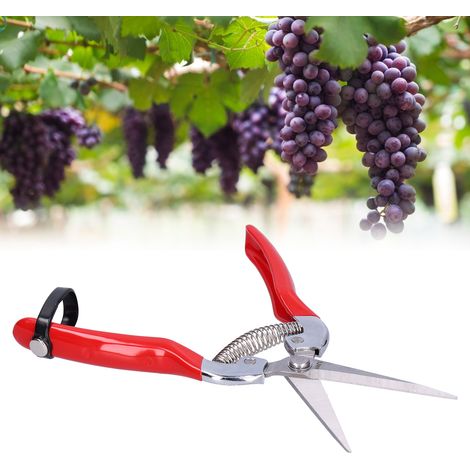 Ciseaux à poignée antidérapante pour la cueillette de fruits, la taille des branches de fleurs et le jardinage (1/5)