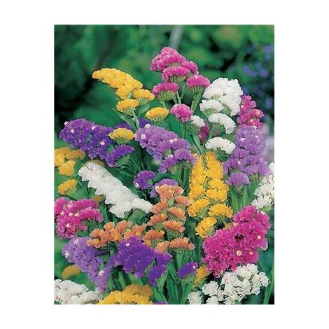 STATICE SINUATA - 1 G - BOUQUET SEC