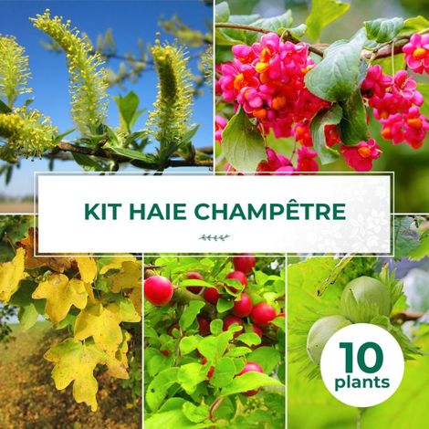 Haie Champêtre - 10 arbustes (1/4)
