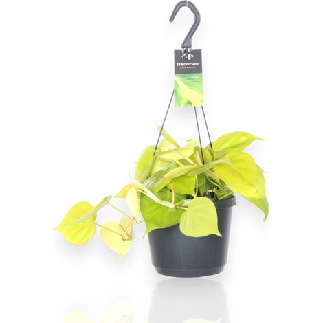 Gardenaria Philodendron scandens 'Lemon lime' - Pianta da interno ornamentale - Altezza: 30 cm (vaso 23) (1/5)