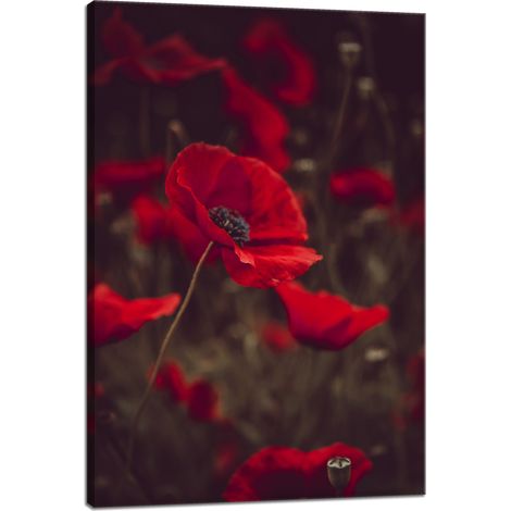 Impression sur toile Botanique Coquelicots rouges 40x60 cm
