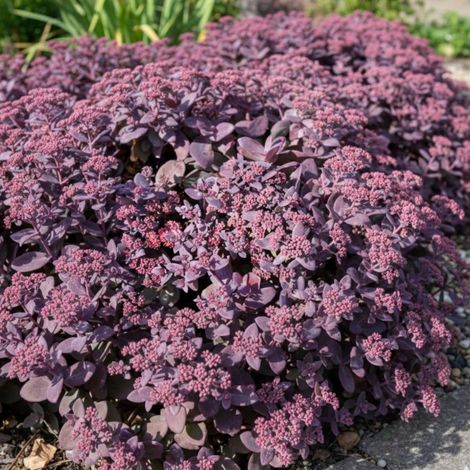 Orpin Oriental Dancer, Sedum/Lot de 5 godets