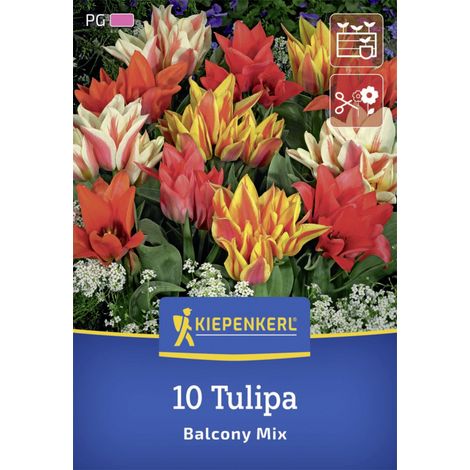 Kiepenkerl Herbstblumenzwiebel Greigii-Tulpe Balkonzauber Mix 10 Stück