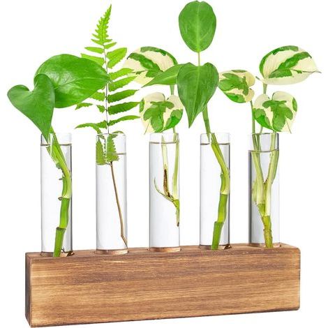Station De Propagation, Vase en Verre pour Fleurs Terrarium, Hydroponie, Pot Planteur avec Support De Support en Bois pour Plantes Deau Verte Adapté pour La Maison Cuisine Tabl(6 vases + brosse) (1/5)
