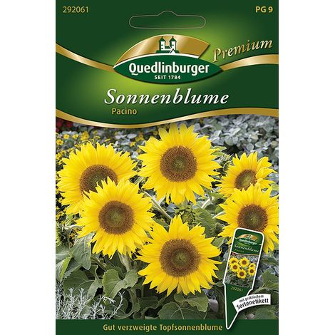 Quedlinburger Saatgut – Tournesol en pot « Pacino » – Graines de fleurs, jaune doré à cœur vert, hauteur env. 40 cm
