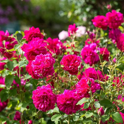 Gardenaria Rosa 'Thomas Becket' - Rosa da giardino - Altezza: 40/50 cm (vaso20) (1/3)