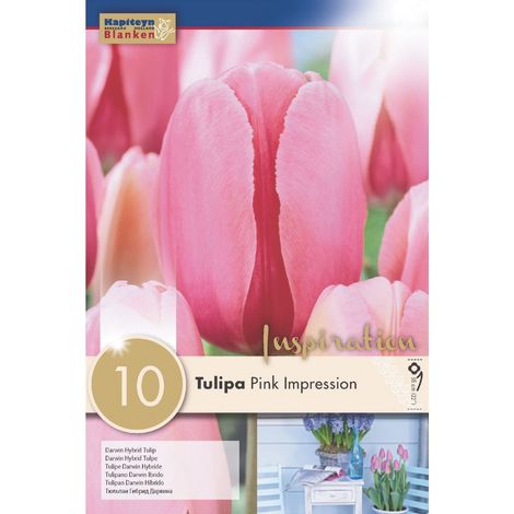 Bulbi di Tulipano Pink Impression 10 pz KAPITEYN