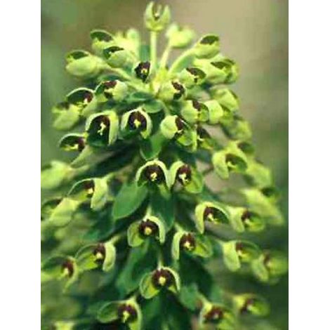 Euphorbe des vallons 'Black Pearl' Godet de 8/9 cm (1/3)