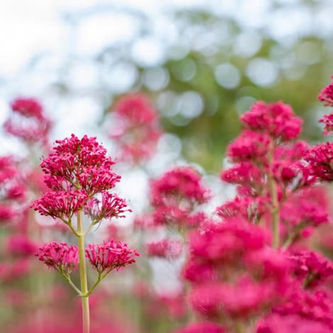 Valériane rouge 'Coccineus' (Centranthus ruber 'Coccineus')