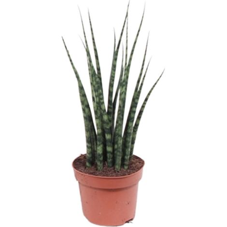 Sansevieria Fernwood Mikado Plante d'Intérieur Langue de Belle-mère Ø12cm Hauteur 40cm - PANGIVO
