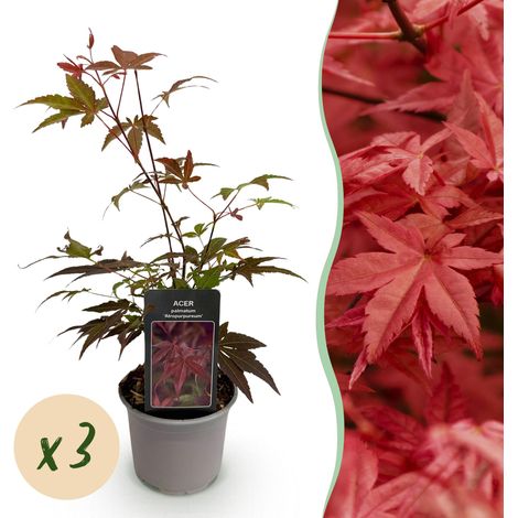 Érable du Japon Acer palmatum Atropurpureum - Lot de 3 Arbustes à Feuillage Violet - Pot 12cm H35cm - PANGIVO (1/5)