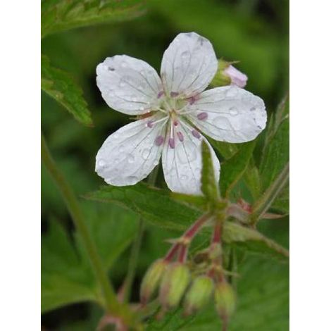 Géranium vivace des bois 'Ice Blue' Godet de 8/9 cm (1/2)