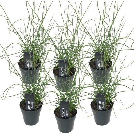 Bloomique - Lot de 6 - Juncus Spiralis - Jonc spiralé - Plantes de bassin - Plantes aquatiques - Rustique - Hauteur 20-30 cm - Pot 9 cm