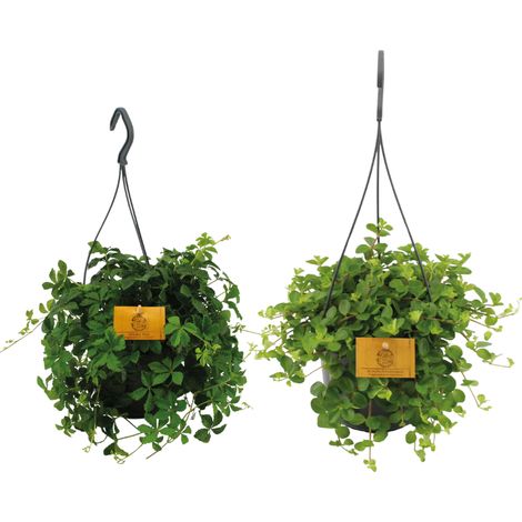 Duo de Plantes Suspendues Vertes Lot de 2 Ø15 cm Hauteur 25 cm Décoration Intérieure - PANGIVO