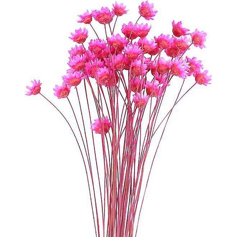50 Stück kleine Sternblumen (1/3)