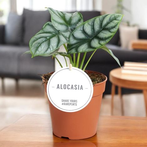 Gardenaria Alocasia 'Silver Dragon' - Pianta da interno ornamentale - Altezza: 40 cm (vaso 12) (1/5)