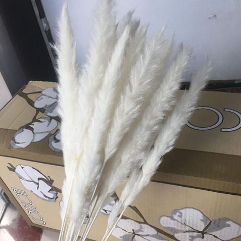 Petits roseaux séchés Phragmites, décoration naturelle de fleurs séchées, accessoires photo pour hôtel mariage. (1/5)