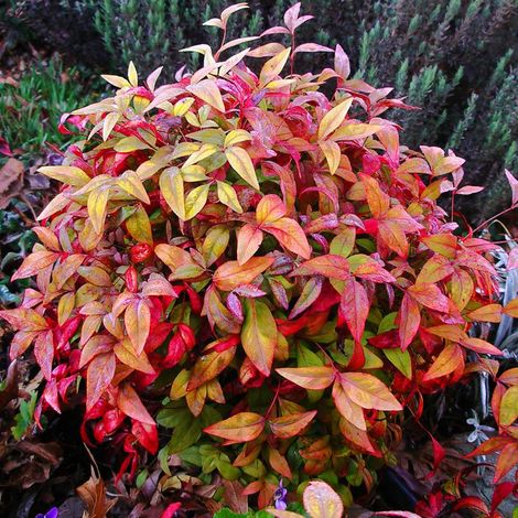1 PIANTA DI NANDINA DOMESTICA FIRE POWER VASO 18CM ROCCIOSI AIUOLE VASI